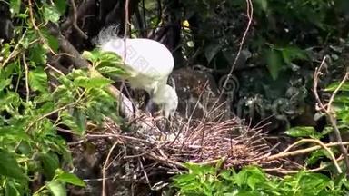 4K，白鸟白鹭加泽塔筑巢，用蓝蛋照顾巢